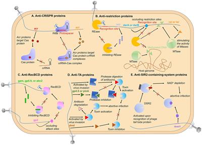 Frontiers Bacteriophage Strategies For Overcoming Host Antiviral Immunity